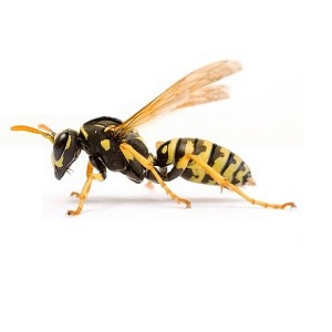 wasp nest removal certified