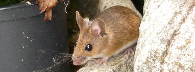 mice prevention