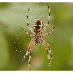 inexpensive spider pest control