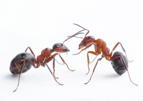 <span class="light">Ants’</span> Nests: How Do They Work?