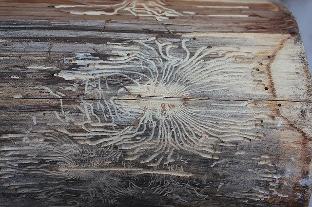 wood with woodworm