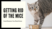 Getting-Rid-Of-the-Mice