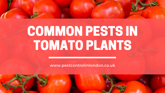 <span class="light">Common</span> Pests in Tomato Plants Common Pests in Tomato Plants