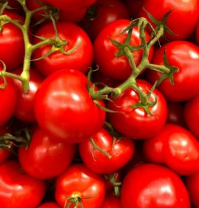 common pests in tomato plant