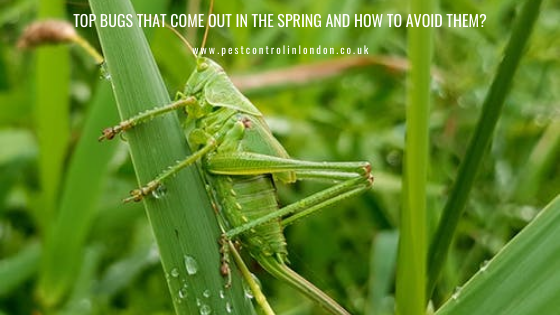 <span class="light">How</span> to Avoid Spring Bugs? Top Bugs That Come Out in the Spring and How to Avoid Them?