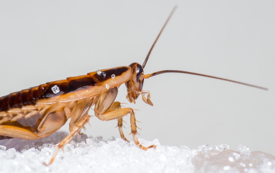 Natural best Home remedies for cockroach infest