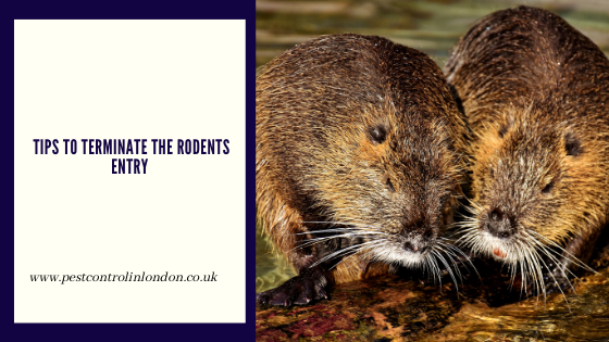 <span class="light">Tips</span> to terminate the Rodents Entry Tips to terminate the Rodents Entry