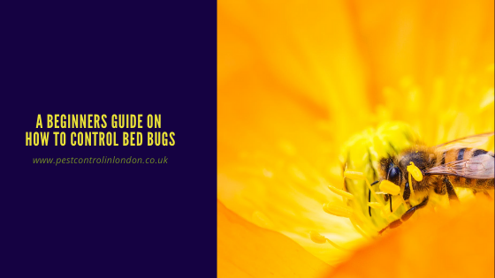 <span class="light">A</span> Beginners Guide to control Bed bugs A Beginners Guide on how to control Bed bugs