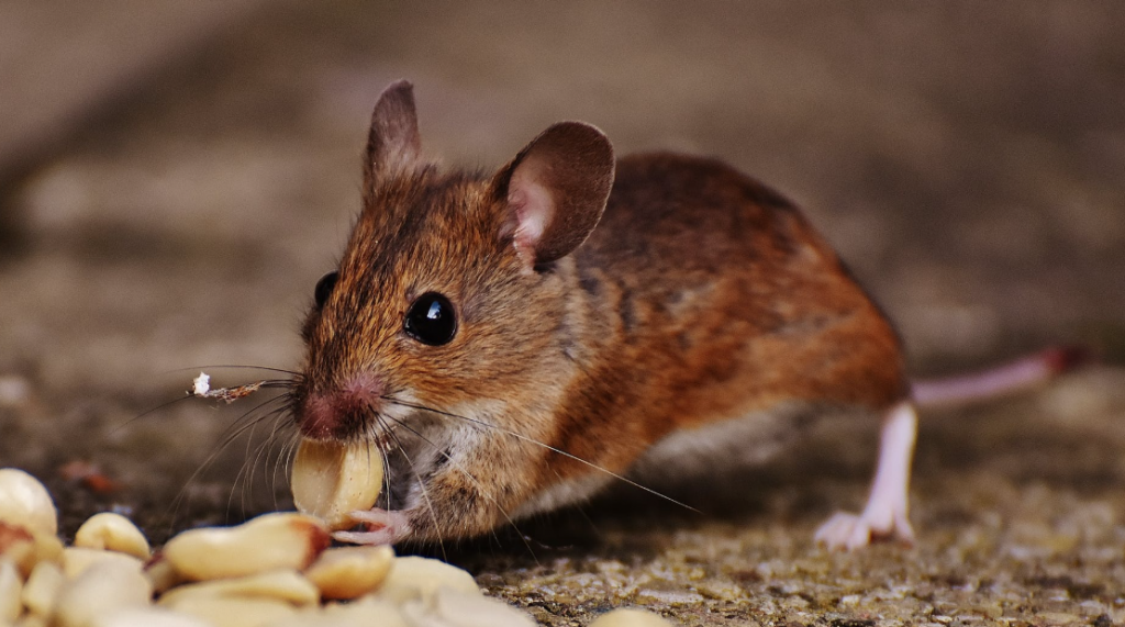 Keep away the mice from the food storage