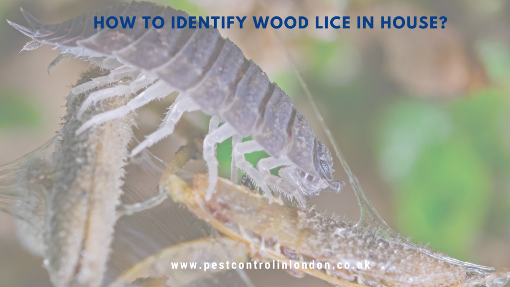 How to identify Wood Lice in House? Pest Exterminators