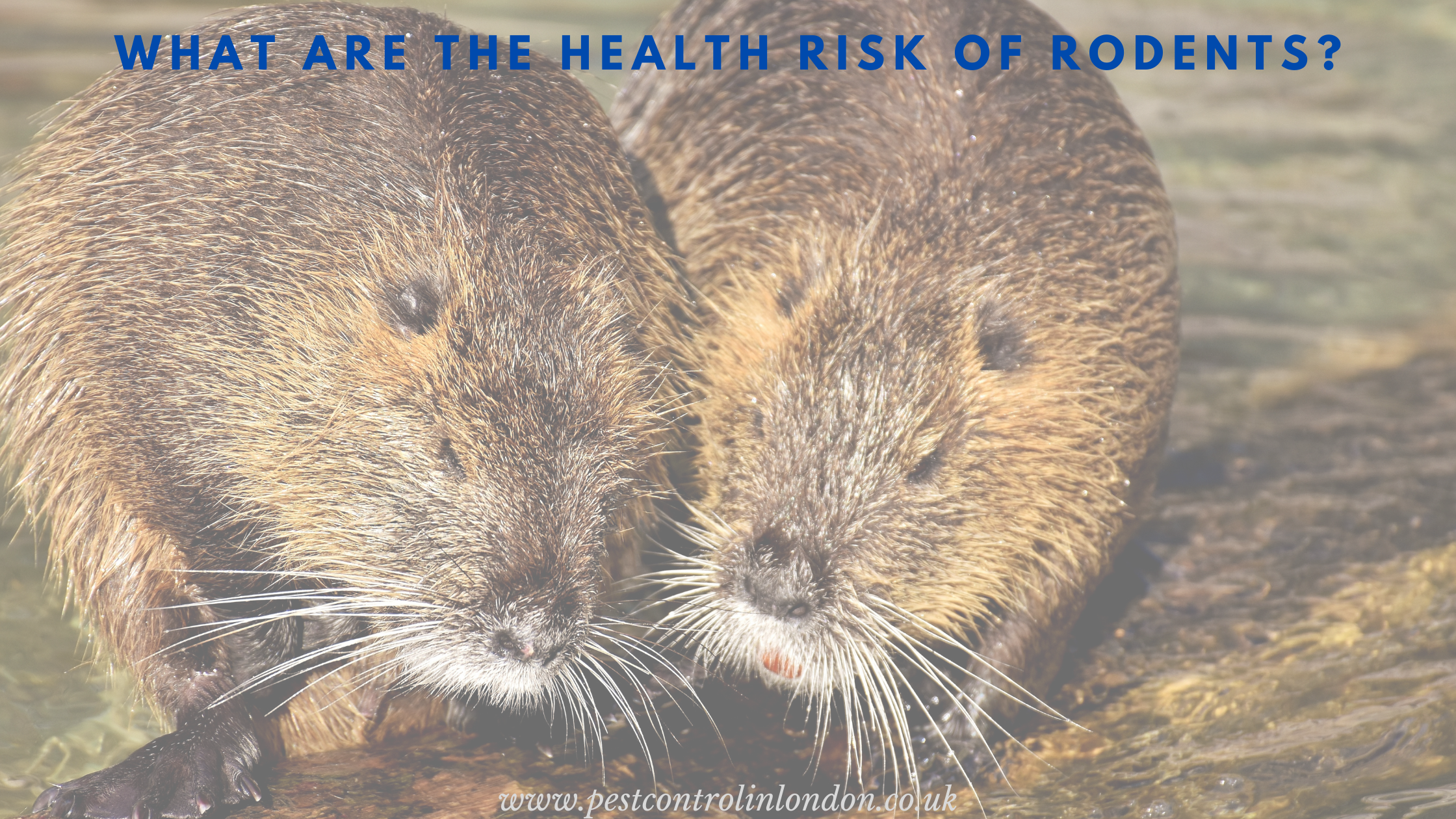 <span class="light">What</span> are the health risk of Rodents? What are the health risk of Rodents_ (1)