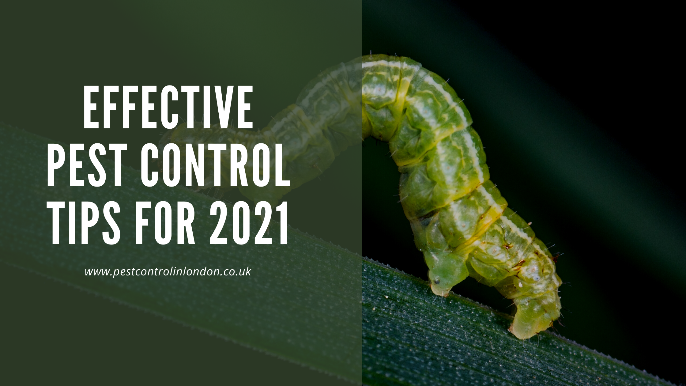 Effective Pest control Tips for 2021