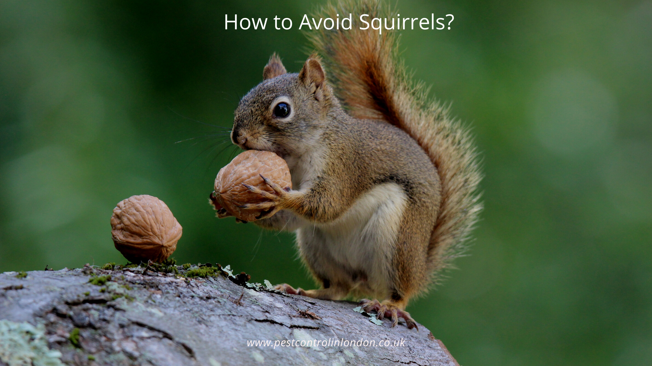 <span class="light">How</span> to Avoid Squirrels? How to Avoid Squirrels