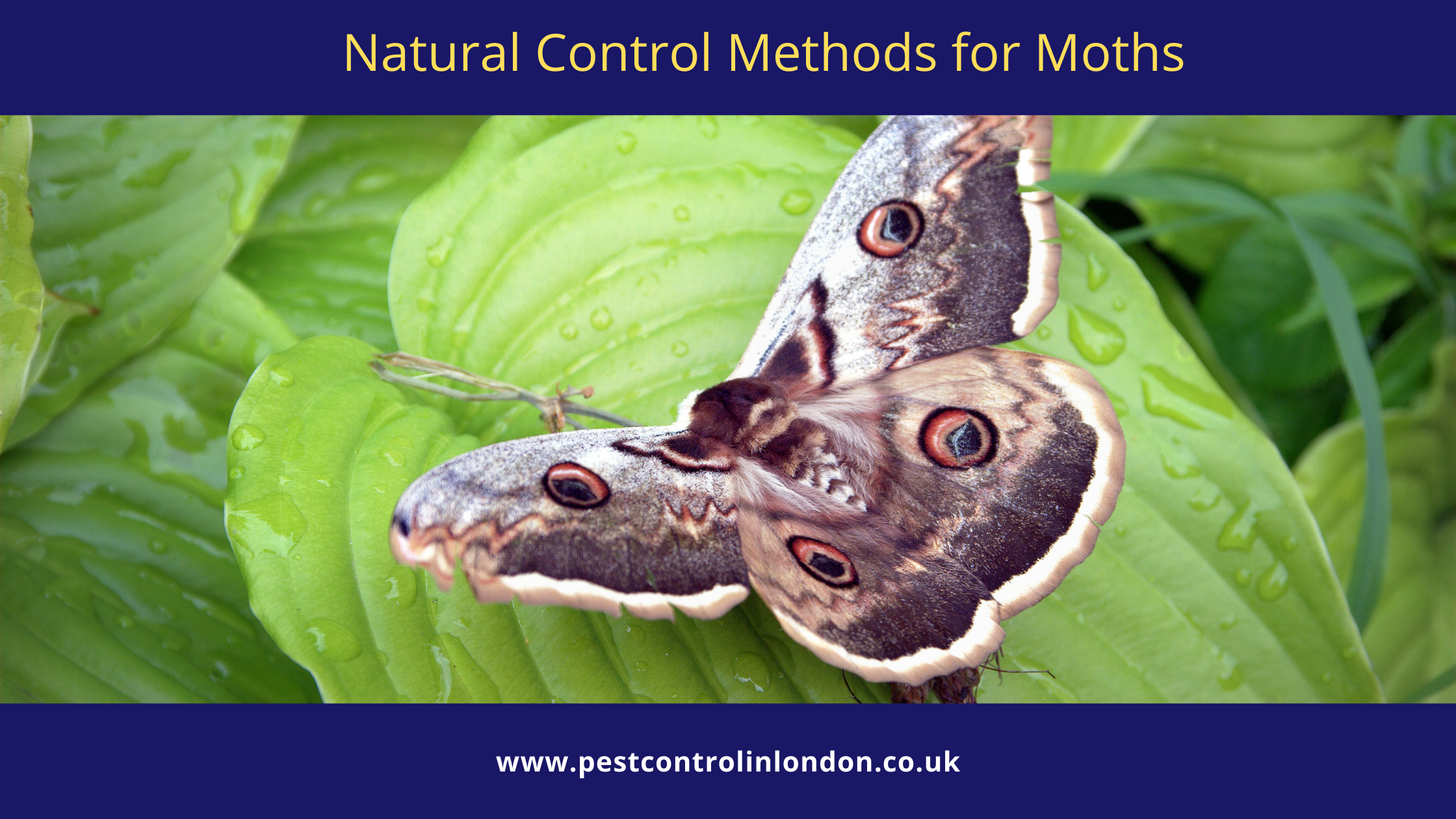 <span class="light">Natural</span> Control Methods for Moths Natural Control Methods for Moths