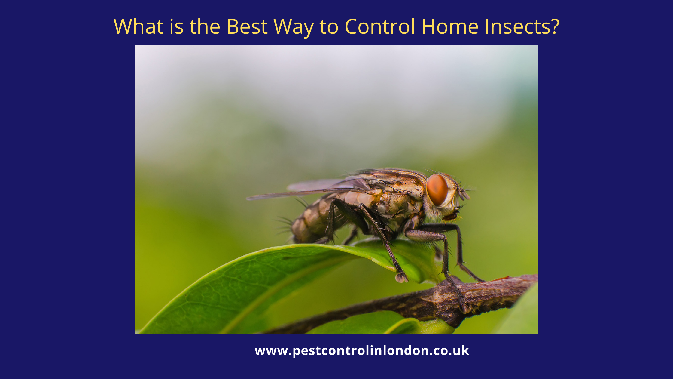 <span class="light">Best</span> Ways to Control Home Insects What is the Best Way to Control Home Insects